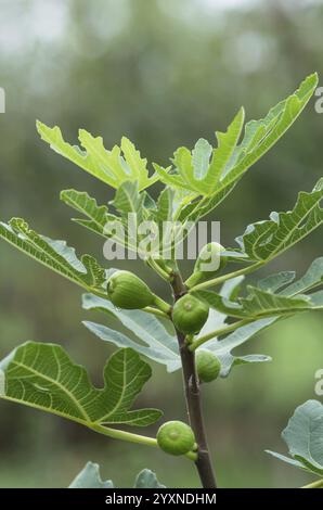 Fichi giovani sul ramo di un albero di fico sul ramo di un albero di fico. Fichi freschi verdi. Frutti di fico. Fichi Green Home Foto Stock