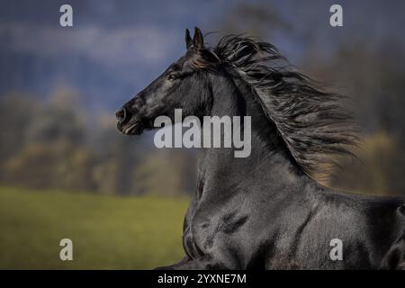 Gelding frisone nel pascolo in autunno Foto Stock