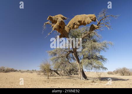 Albero con nido uccello tessitore, nido di alberi, Namibia, Africa Foto Stock