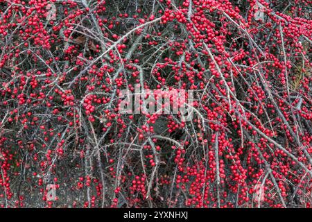 Rock Cotoneaster in inverno Foto Stock