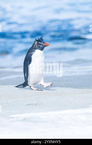 Un pinguino rockhopper meridionale che cammina lungo il litorale, le isole Falkland Foto Stock