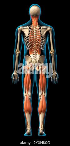 Rendering 3D dei muscoli schiena intrinseci maschili su sfondo nero. Foto Stock