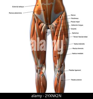 Anteriore femmina i muscoli della gamba con etichette. Foto Stock