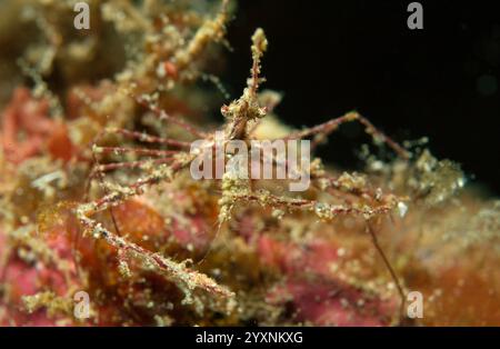 Granchio delle Arrowhead (Stenorhynchus seticornis) che si nutre di un giovane gambero, stretto di Lembeh. Foto Stock