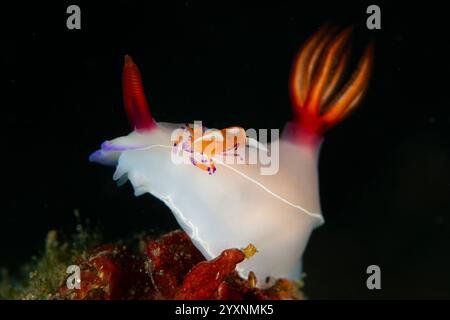 Hypselodoris bullockii nudibranch bianco con un gambero commensale arancione sulla schiena, stretto di Lembeh. Foto Stock