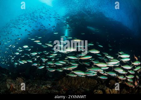 Grande scuola di pesci al neon fusilier (piastrella di Pterocaesio), Cenderawasih Bay, Indonesia. Foto Stock