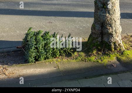 Nach Weihnachten liegt ein Christbaum zur Abholung und Entsorgung am Strassenrand, Abfallwirtschaft, Abfallbeseitigung, Strassenreinigung, Deutschland, Oberhausen, Oberhausen-Sterkrade, Ruhrgebiet, Niederrhein, Nordrhein-Westfalen Nach dem Weihnachtsfest liegt ein Christbaum zur Abholung und Entsorgung am Strassenrand, Abfallwirtschaft, Abfallbeseitigung, Strassenreinigung, Deutschland, Oberhausen, Oberhausen-Sterkrade, Niederrhein, Ruhrgebiet, Rheinland, Nordrhein-Westfalen, NRW, dopo la festa di Natale, un albero di Natale si trova sul ciglio della strada per la raccolta e lo smaltimento, la gestione dei rifiuti, Foto Stock