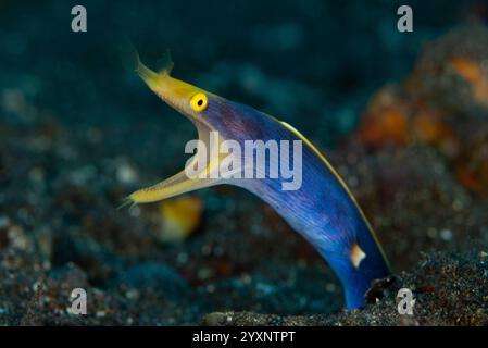 Anguilla a nastro blu e gialla con bocca aperta, Tulamben, Bali, Indonesia. Foto Stock