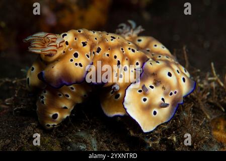 Coppia di nudibranchi Hypselodoris tryoni, Tulamben, Bali, Indonesia. Foto Stock