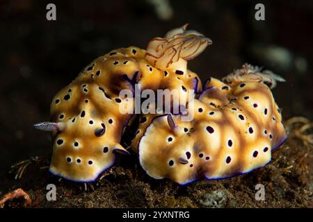 Coppia di nudibranchi Hypselodoris tryoni, Tulamben, Bali, Indonesia. Foto Stock