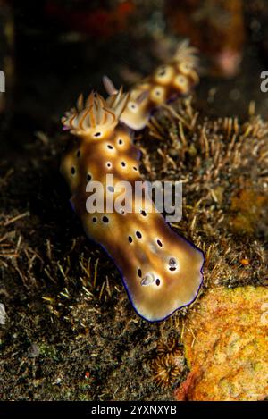 Coppia di nudibranchi (Hypselodoris tryoni) tailgating, Tulamben, Bali, Indonesia. Foto Stock