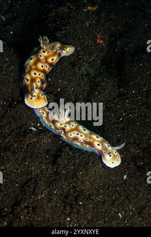 Coppia di nudibranchi (Hypselodoris tryoni) tailgating, Tulamben, Bali, Indonesia. Foto Stock