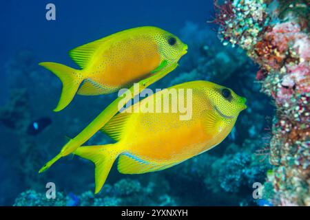 Coppia di pesci coniglio corallino giallo (Siganus corallinus), seguita da un pesce tromba giallo (Aulostomus chinensis). Foto Stock