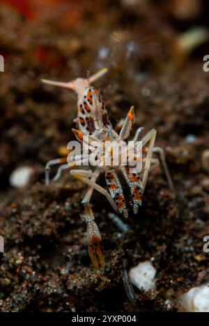 Ritratto di un gambero tigre spinoso (Phyllognatia ceratophthalmus). Foto Stock