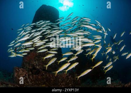 Scuola di pesci di capra gialli (Mulloidichthys vanicolensis) sopra il naufragio Stella Maru, Mauritius. Foto Stock