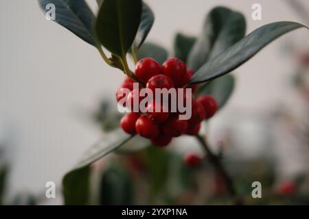 Un gruppo di bacche rosse su una foglia. Le bacche sono piccole e rotonde e sono raggruppate insieme sulla foglia. L'immagine ha un caldo e invitante mese Foto Stock