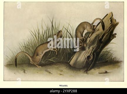 Scoiattoli e altri portatori di pellicce Boston Houghton Mifflin Company c1909 mammiferi meno strani comportamento animale Mustela nivalis, due donnole sono raffigurate in un ambiente naturale, che mostra il loro comportamento giocoso. Una donnola è posizionata a terra, il suo corpo leggermente arcuato e la testa sollevata mentre sembra innestarsi con la sua controparte. Il secondo è l'arrampicata su un pezzo di legno intemprato, mostrando la sua agilità e curiosità. Intorno a loro c'è erba lussureggiante, che si aggiunge alla vivace atmosfera del loro habitat. La scena cattura l'essenza della loro interazione, enfatizzando l'energia e l'inquisi Foto Stock