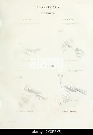 Tableau élémentaire d'ornithologie, ou, Histoire naturelle des oiseaux que l'on rencontre communément en France, Parigi, Tourneisen, 1806-1822, uccelli, collezione e conservazione, Francia, recueil de Planches du Tableau élémentaire d'ornithologie, l'illustrazione presenta varie specie di uccelli classificati nell'ordine Passeriformes. Nella parte superiore sono presentati due generi distinti: Uno raffigura la ''Gabe-mouche de Lorraine', che mostra le sue caratteristiche uniche, mentre l'altro illustra la ''Pie-grièche grise', evidenziandone le caratteristiche in uno stile accademico semplificato. Sotto, due addi Foto Stock