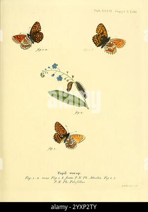 Die Schmetterlinge in Abbildungen nach der Natur, v.1 plates, Leipzig, T.O. Weigel, 1829-1839, farfalle, Europa, lepidotteri, opere pittoriche, l'illustrazione presenta uno studio dettagliato delle varie farfalle e delle loro fasi del ciclo di vita. Nella parte superiore sono posizionate due farfalle con vivaci motivi arancioni e neri, etichettate come figure uno e due. Sotto di essi, la figura tre raffigura un bruco larvale, che mostra un aspetto affascinante del suo sviluppo. Una delicata foglia verde è situata in primo piano, accompagnata da un piccolo fiore blu, che aggiunge un tocco di dettaglio della natura al composit Foto Stock