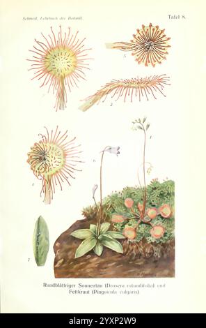 Lehrbuch der Botanik, Leipzig quelle & Meyer 1911 botanica, l'illustrazione presenta vari esemplari botanici, che mostrano i dettagli di due specie di piante distinte. La sezione superiore presenta diverse vedute della rugiada tonda (Drosera rotundifolia), evidenziando le sue uniche foglie ghiandolari che intrappolano gli insetti per nutrirsi. La parte inferiore si concentra sulla verga comune (Pinguicula vulgaris), mostrando la sua rosetta di foglie e la caratteristica struttura floreale. Ogni pianta è numerata come riferimento, enfatizzando le sue caratteristiche intricate e gli adattamenti per la sopravvivenza in condizioni di carenza di nutrienti Foto Stock