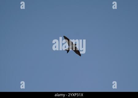 Un uccello sta volando nel cielo. Il cielo è blu e limpido. L'uccello è piccolo e nero Foto Stock