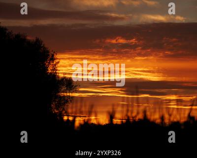 Il cielo è arancione e il sole sta tramontando. Gli alberi si stagliano contro il cielo Foto Stock