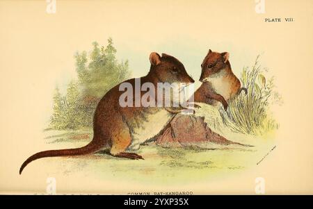 Un manuale per i Marsupialia e Monotremata Londra, E. Lloyd, 1896. Marsupiali, monotremi, tridactylus potente, tridactylus potente, canguro ratto comune, NSW, VIC, SA, TAS, AUSTRALIA, Australia, potoroo dal naso lungo, Richard Lydekker, l'illustrazione presenta due canguri-ratto comuni in un ambiente naturale. Un canguro è posizionato da vicino, scrutando il suo compagno, mentre l'altro sembra più rilassato, seduto in posizione verticale accanto a un piccolo tumulo di terra. La loro morbida pelliccia mostra una gamma di toni terrosi e lo sfondo raffigura una vegetazione lussureggiante, migliorando l'ambiente sereno. La c. Complessiva Foto Stock