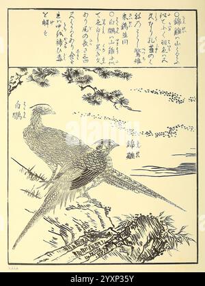 Encyclopédie, Japonaise, Leyde, Paesi Bassi, Brill, 1875, Birds, Japan, due uccelli splendidamente illustrati si distinguono su uno sfondo sereno. Il primo uccello presenta intricati motivi di piume ed è posizionato con grazia, mentre il secondo uccello, posizionato nelle vicinanze, presenta dettagli simili ed eleganti. I delicati rami di pino incorniciano la scena sopra e le onde stilizzate suggeriscono un ambiente tranquillo sotto. Intorno all'opera sono presenti personaggi scritti a mano, che suggeriscono una narrazione o una descrizione che aggiunge un contesto alla scena. La composizione complessiva mette in risalto la bellezza della natura e l'intricato artista Foto Stock