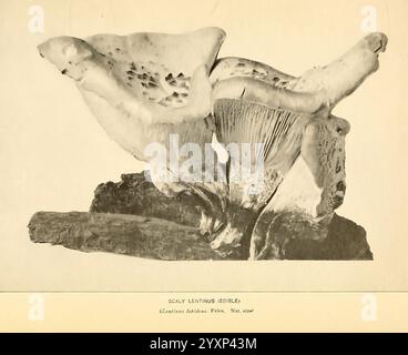 The Mushroom Book Garden City, N. Y, 1920 funghi funghi commestibili i funghi di cucina del Giardino Botanico di New York, Una vista ravvicinata di un fungo muscolare unico noto come Scaly Leathers (Lentinus leatherius), che mostra il suo caratteristico cappuccio con texture e motivi intricati. La struttura presenta una forma ondulata e irregolare con un sottofondo liscio rivestito di branchie. Ambientata su uno sfondo scuro e strutturato, l'immagine mette in risalto i toni terrosi e i dettagli naturali di questa affascinante specie. La rappresentazione artistica enfatizza le forme organiche e l'eleganza che si trovano nella diversità della natura. Foto Stock