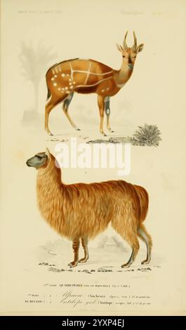 Dictionnaire universel d'histoire naturelle, Parigi, Chez les editeurs M. Renard, Martinet et et cie, rue et Hotel Mignon, 2 (quartier de l'École-de-Médecine), 1847-1849, alpaca, storia naturale, antilope, dizionari, l'illustrazione mostra due animali distinti fianco a fianco. La sezione superiore raffigura una graziosa antilope con un corpo sottile, adornato da strisce bianche e macchie su un ricco manto marrone. I suoi grandi occhi espressivi e le corna prominenti contribuiscono al suo aspetto elegante, adagiato su uno sfondo di palme stilizzate. Al contrario, la sezione inferiore presenta un soffice, domestico Foto Stock