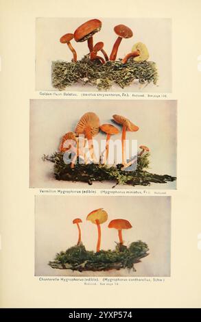 Il libro dei funghi. New York, 1901, cucina, funghi, funghi, funghi. questa rappresentazione visiva mostra tre tipi distinti di funghi disposti in uno stile botanico. In cima, è esposto il Boletus d'oro, scientificamente conosciuto come Boletus chrysenteron, caratterizzato dal suo berretto vivace e dal robusto stelo. La sezione centrale presenta il Vermilion Hygrophorus, identificabile dalle sue sorprendenti sfumature arancioni, classificato come Hygrophorus miniatus. Infine, il segmento inferiore presenta la Chanterelle Hygrophorus, una varietà commestibile nota come Hygrophorus cantharellus, riconosciuta per la sua dis Foto Stock