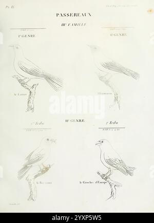 Tableau élémentaire d'ornithologie, ou, Histoire naturelle des oiseaux que l'on rencontre communément en France, Parigi, Tourneisen, 1806-1822, uccelli, collezione e conservazione, Francia, Recueil de Planches du tableau élémentaire d'ornithologie, Un'illustrazione dettagliata che mostra varie specie di uccelli della famiglia Passeridae. Sono visualizzati quattro uccelli distinti, ciascuno etichettato con i rispettivi nomi di genere. Gli uccelli sono raffigurati appollaiati su rami, mostrando le loro strutture anatomiche e il piumaggio. I due uccelli superiori appartengono allo stesso genere, mentre gli uccelli inferiori sono classificati in Foto Stock