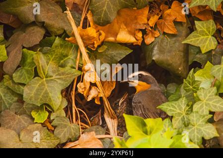 Cape Robin-Chat Cossypha caffra 16042 Foto Stock