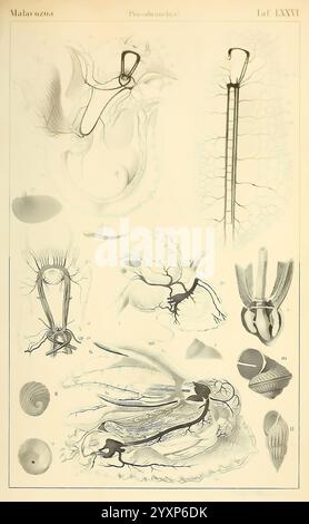 Dr. H.G. Bronn's Klassen und Ordnungen der Weichthiere (Malacozoa), Lipsia, C.F. Winter, 1862-1866, molluschi, cefalopodi, questa illustrazione mostra vari organismi marini del phylum Malacozoa, in particolare all'interno della sottocategoria Protozoa. Le illustrazioni dettagliate includono Foto Stock