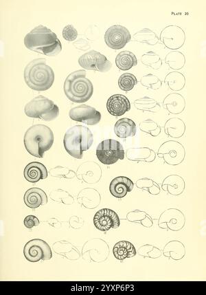 Manual of the New Zealand molluska, Wellington, N. Z, J. Mackay, govt. stampante, 1913-1915. Nuova Zelanda, Mollusks, Therasia Celinde, Phenacohelix Chordata, Phenacohelix Subantarcticammulina Alpinammulina Cerebriflammismmulina Olivacea, Phenacohelix Perplexammulina Chiron, Phenacohelix Stokesi, Taxonomia: Trinomial = Therasia Antipoda Chathamensismmulina Costulata, Serphina Phenacohelix Pilula, Phenacohelix Ponsonbyi., Una collezione affascinante che presenta vari tipi di conchiglie, sistematicamente disposte Foto Stock