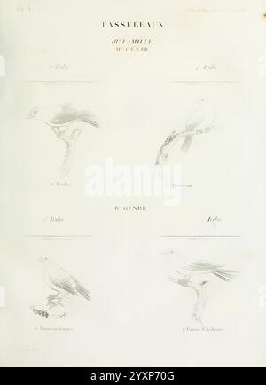 Tableau élémentaire d'ornithologie, ou, Histoire naturelle des oiseaux que l'on rencontre communément en France, Parigi, Tournelsen, 1806-1822, uccelli, collezione e conservazione, Francia, Recueil de Planches du tableau élémentaire d'ornithologie, questa illustrazione mostra varie specie di uccelli classificati sotto la famiglia Passeraux, in particolare del terzo e quarto genere. Le raffigurazioni dettagliate includono una panoramica di un uccello verdeggiante su un ramo, identificato come il Verderer, accanto a un secondo uccello arroccato elegantemente, etichettato come Bouvreuil. Inoltre, le sezioni inferiori evidenziano Foto Stock