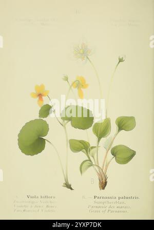 Alpen-Flora, Heidelberg, C. Inverno, 1906, alpi, piante di montagna, opere pittoriche, l'illustrazione presenta due specie di piante distinte etichettate come A e B.. Foto Stock