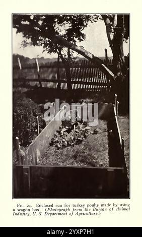 Turchia, Raising, New York, Orange, casa editrice Judd, 1922, tacchini, corsa chiusa destinata al pollame di tacchino, costruita utilizzando una cassa per carri. La struttura è dotata di un'area recintata con un paesaggio naturale sullo sfondo, tra cui una recinzione in legno e alberi. All'interno della corsa, i volatili sono visti tra piccole piante o erba, creando un ambiente sicuro per loro di vagare e crescere. La scena illustra le prime pratiche agricole di allevamento del pollame, insieme a un'applicazione pratica per l'utilizzo dei materiali disponibili per proteggere i giovani volatili. Foto Stock