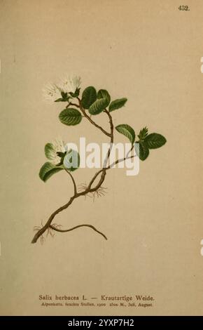 Atlas der Alpenflora Wien Alpenvereins 1882 Alpi Atlases Mountain Plants, Un'illustrazione botanica raffigurante un ramo di Salix herbacea, comunemente noto come salice nano. Il disegno dettagliato evidenzia le caratteristiche della pianta, tra cui le sue piccole foglie seghettate e i delicati fiori bianchi raggruppati. L'illustrazione include anche una nota che indica il suo habitat, l'altitudine e il mese di osservazione - luglio, in luoghi descritti come alpini o montani. La rappresentazione generale sottolinea la complessa bellezza di questa specie vegetale resiliente. Foto Stock
