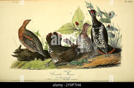 The Birds of America New York J.B. Chevalier 1840-1844 Birds North America John James Audubon opere pittoriche, l'illustrazione presenta una collezione di cinque uccelli distinti, identificati come membri della famiglia Tetraonidae, posizionati intorno a un tronco di legno circondato da un lussureggiante fogliame. Ogni uccello mostra motivi di piumaggio unici, mostrando varie sfumature di marrone, nero e accenni di colori iridescenti. Le loro posture suggeriscono un'interazione naturale con l'habitat, con un uccello che mostra un impressionante ventilatore di coda mentre gli altri sono raffigurati in pose statiche. Il verde circostante include foglie e piccole Foto Stock