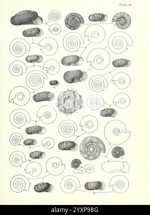 Manual of the New Zealand Mollusca, Wellington, N. Z, J. Mackay, govt. Stampante, 1913-1915, nuova Zelanda, molluschi, Endodonta Egesta, Endodonta Irregularis, Endodonta Reeftonensis, Endodonta Subinfta, Endodonta Caputspinulae, Endodonta Colensoi, Endodonta Infecta, Endodonta segregata, Endodonta Biconcava, Endodonta Gaza, specie della nuova Zelanda, Endodonta transenna, Endodonta Tapirina, Endodonta Corniculum, Endodonta Kenepuruensis, Endodonta Prestoni, Endodonta Alpestris, Endodonta Buccinella, Endodonta Otagoensis, Endodonta Variecostata, Endodonta Alloia, una raccolta di illustrazioni dettagliate Foto Stock