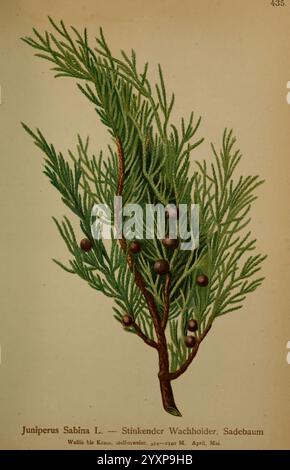 Atlas der Alpenflora Wien Alpenvereins 1882 Alpi Atlases Mountain Plants, Un'illustrazione botanica che mostra il Juniperus Sabina, comunemente noto come ginepro Savin. La rappresentazione dettagliata evidenzia le caratteristiche foglie ad ago della pianta, ricche di consistenza e disposte in una forma lussureggiante e verdeggiante. Piccoli frutti di bosco tondi adornano i rami, contribuendo al suo aspetto caratteristico. La didascalia include la sua classificazione scientifica e una nota sui suoi habitat nativi, enfatizzando il suo significato ecologico e il suo valore ornamentale. Foto Stock