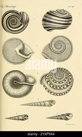 Le Conchyliologiste Universel, ou, Figures des Coquilles Jusqu'à Présent Inconnues Recueillies en Divers Voyages à la Mer du Sud Depuis l'Année 1764, Paris, A. Franck, Libraire-Éditeur, 1845, Mollusks, Pictorial Works, An array of intricately designed seashells displayed in various orientations and patterns. The collection features different shapes and textures, showcasing the natural artistry of marine life. Each shell is depicted with detailed lines and curves, highlighting unique designs such as spirals, ridges, and checkerboard patterns, emphasizing the diversity found in nature. The colle Stock Photo