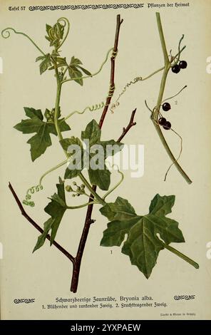 Pflanzen der Heimat Leipzig, quelle und Meyer, 1913, Germania, opere pittoriche, Plants, The New York Botanical Garden, Bryonia Alba, Un'illustrazione botanica dettagliata che mostra la Bryonia alba, comunemente nota come bryony bianco. L'opera d'arte presenta le distinte viti verdi della pianta, i delicati tendini e le bacche nere lucide, che ne illustrano il motivo e la struttura di crescita. Due foglie sono ben visibili, a dimostrazione della forma e della consistenza caratteristiche della pianta. L'etichettatura identifica le varie parti della pianta, compresi il gambo e il frutto, fornendo un chiaro riferimento educativo per PL Foto Stock