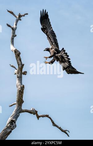 Giovane aquila calva in procinto di atterrare in cima a un albero. Foto Stock