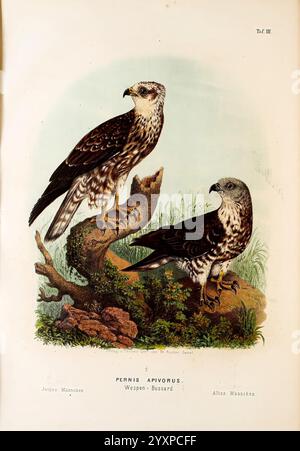 Die Raubvögel Deutschlands und des angrenzenden Mitteleuropas, Cassel [Germania], Verlag von Theodor Fischer, 1876, Germania, uccelli rapaci, falconeria, Europa, orientale, Pernis apivorus, campanella europea per il miele, la raffigurazione presenta due maestosi rapaci noti come Wespensperber, o cicciola di vespa. Un uccello è appollaiato su un ramo storto, mostrando il suo sorprendente piumaggio con motivi intricati, mentre l'altro si trova nelle vicinanze, mostrando una disposizione simile ma unica delle piume. L'ambiente naturale include fogliame sullo sfondo, suggerendo un habitat tranquillo. L'illustrazione dettagliata hig Foto Stock