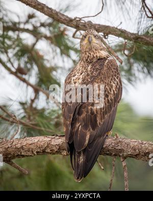 Giovane aquila calva seduto su un ramo che fissa la macchina fotografica. Foto Stock
