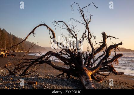WA25976-00...WASHINGTON - segni di un'erosione della linea costiera in un albero caduto di recente, ancora con alcune radici secondarie e terziarie a Rialto Beach, ONP Foto Stock