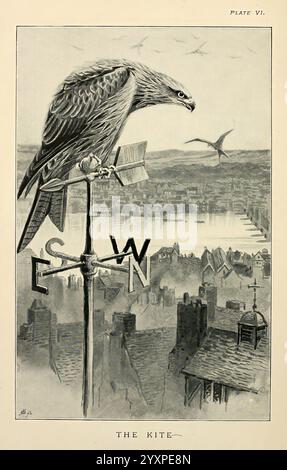 Lost and Vanishing Birds London J. Macqueen 1898 England Birds Bird of Prey Red Kite Milvus Accipitridae Accipitriformes Extinct Birds Milvus rare Birds, Un maestoso uccello di aquilone appollaiato in cima a una pala meteorologica, il suo sguardo acuto sovrasta un paesaggio panoramico punteggiato da tetti e strutture lontane. Sotto, un fiume si snoda attraverso la città, riflettendo le caratteristiche dei dintorni. La paletta meteorologica, contrassegnata con le direzioni cardinali - S, W ed e - indica i venti che cambiano, mentre sopra, altri uccelli si librano graziosamente nel cielo. La scena evoca un senso di tranquillità e di osservazione, mescolando na Foto Stock