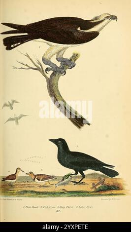 Ornitologia americana, o la storia naturale degli uccelli degli Stati Uniti, Petter & Galpin [187-]. Birds, Stati Uniti, Pandion haliaetus, osprey, Gallinago delicata, Charadrius hiaticula, Corvus ossifragus, corvo di pesci, plover ad anello comune, il cecchino di Wilson, l'illustrazione presenta una varietà di uccelli disposti in una disposizione compositiva. In cima, un falco pescatore è raffigurato arroccato su un ramo, mostrando la sua caratteristica costruzione potente e lo sguardo acuto, evidenziando il suo ruolo di cacciatore di pesci esperto. Di seguito, viene presentata una selezione di uccelli più piccoli, tra cui una figura simile a un corvo e diversi Foto Stock